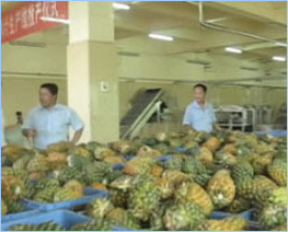 菠萝去皮榨汁生产现场
